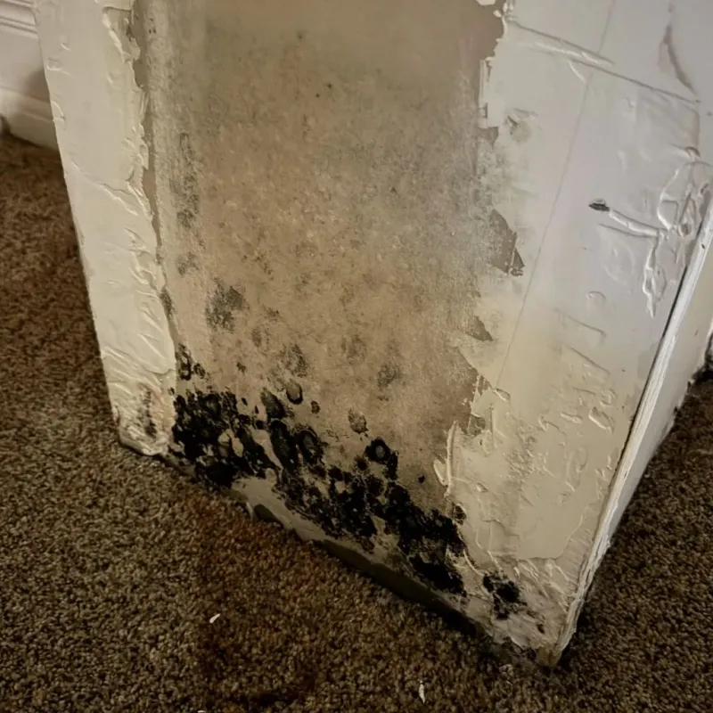 Professional Mold Removal in Sudbury, MA